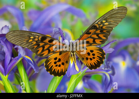 Der riesige afrikanische Schwalbenschwanz Schmetterling Papilio antimachus Stockfoto