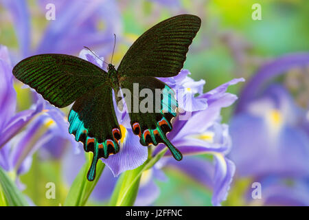 Luzon Tagpfauenauge Schwalbenschwanz aus Philippinen, Papilio hermeli Stockfoto