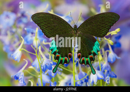 Luzon Tagpfauenauge Schwalbenschwanz aus Philippinen, Papilio hermeli Stockfoto