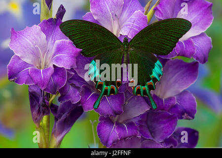 Luzon Tagpfauenauge Schwalbenschwanz aus Philippinen, Papilio hermeli Stockfoto