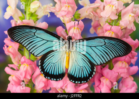 Afrikanischen Riesen blauen Schwalbenschwanz Schmetterling, Papilio zalmoxis Stockfoto