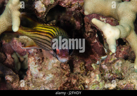 Spotfin Squirrelfish (Neoniphon Sammara), Fidschi-Inseln. Stockfoto