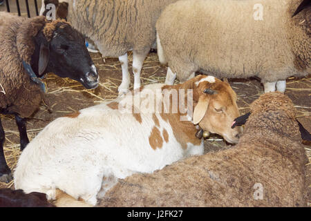 Gruppe von Schafen im Stift Stock ruht in Western Australia. Stockfoto