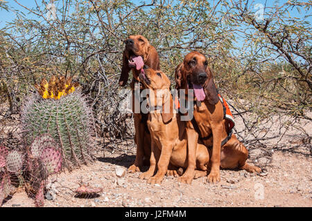 Suche und Rettung Bloodhounds in der Sonora-Wüste (MR) Stockfoto