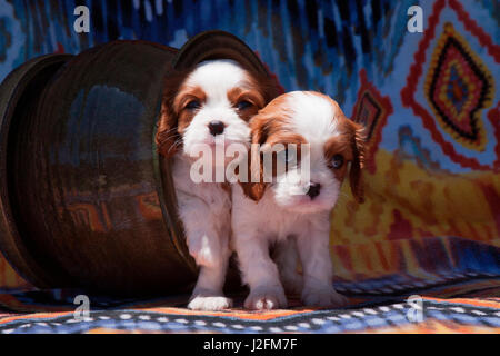 Cavalier Welpen kommen aus einer Keramik Blumentopf (MR) Stockfoto