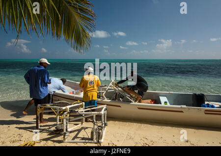 Homie (Baited remote Unterwasser-Video) auf ein Boot geladen. Für die Überwachung großer Meerestiere, MarAlliance, Lighthouse Reef, Atoll, Belize (MR) Stockfoto