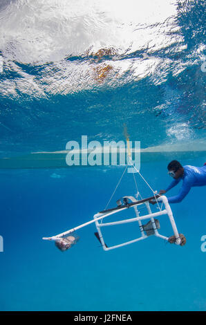 Homie (Baited remote Unterwasser-Video) Überwachung Forschung von großer mariner Fische, Haie, Rochen und Schildkröten. MarAlliance. Lighthouse Reef, Atoll. Belize. Zentralamerika Stockfoto