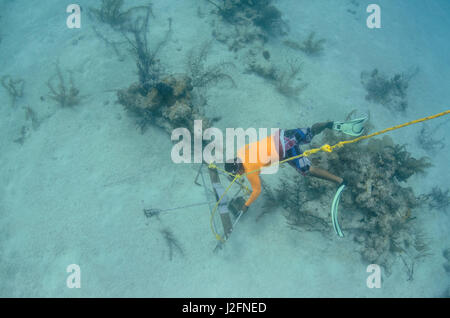 Homie (Baited remote Unterwasser-Video) Überwachung Forschung von großer mariner Fische, Haie, Rochen und Schildkröten. MarAlliance. Lighthouse Reef, Atoll. Belize. Zentralamerika Stockfoto