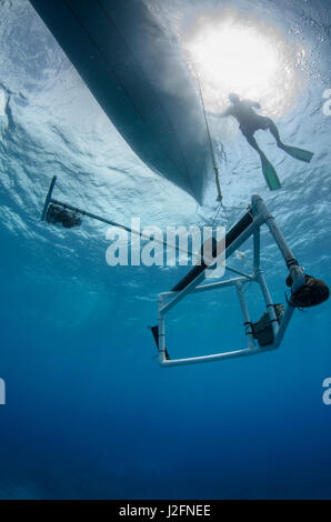 Homie (Baited remote Unterwasser-Video) Überwachung Forschung von großer mariner Fische, Haie, Rochen und Schildkröten. MarAlliance. Lighthouse Reef, Atoll. Belize. Zentralamerika Stockfoto