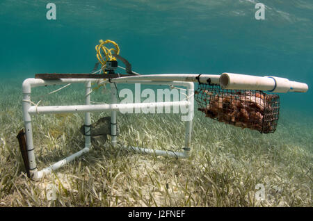 Homie (Baited remote Unterwasser-Video) Überwachung der große marine Fische, Haie, Rochen und Schildkröten. MarAlliance, Lighthouse Reef Atoll, Belize Stockfoto