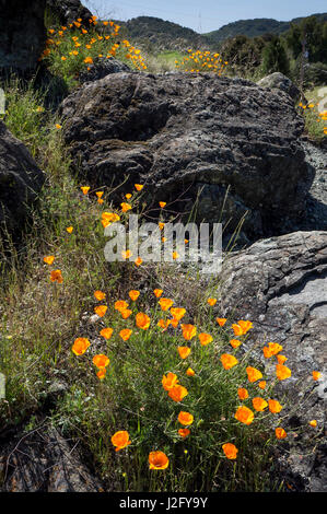 California Poppies, kalifornischen Zentralküste nahe Paso Robles Stockfoto