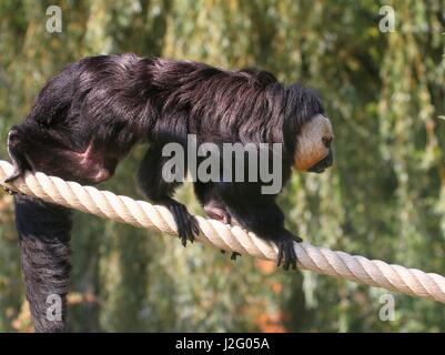 Reifen männlichen südamerikanischen weißen konfrontiert Saki Affen (Pithecia Pithecia) zu Fuß auf einem Drahtseil in einem niederländischen zoo Stockfoto