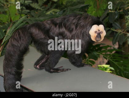 Reifen männlichen südamerikanischen weißen konfrontiert Saki Affen (Pithecia Pithecia) in einem niederländischen Zoo Stockfoto