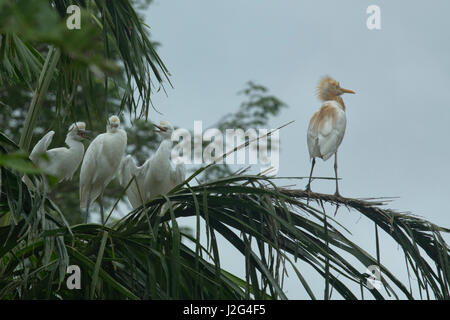 Fortgeschrittene Egret lokal als Maijla Bok bekannt. Sylhet, Bangladesch. Stockfoto