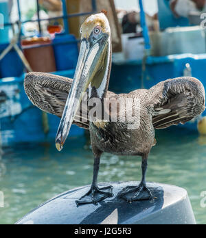 Mexiko, Bay Banderias La Cruz de Huanacaxtle. Pelikan. Stockfoto