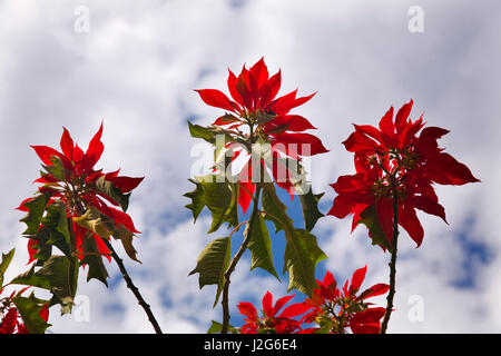 Red Weihnachtsstern, Baum gegen blauen Himmel, Morelia, Mexiko. Weihnachtssterne in ihrer natürlichen Umgebung in Mexiko. Stockfoto