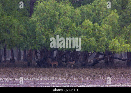 Hirsche in den Sundarbans, ein UNESCO-Weltkulturerbe und ein Naturschutzgebiet entdeckt. Die größte littoral Mangrovenwald der Welt. Katka, Bager Stockfoto