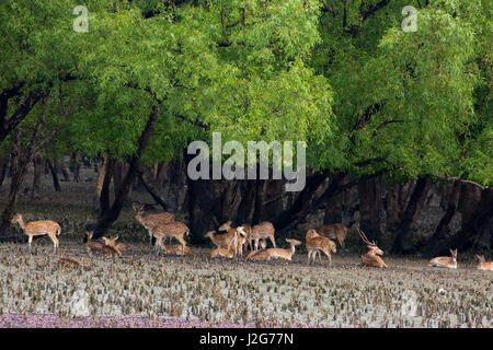 Hirsche in den Sundarbans, ein UNESCO-Weltkulturerbe und ein Naturschutzgebiet entdeckt. Die größte littoral Mangrovenwald der Welt. Katka, Bager Stockfoto