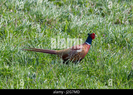 männliche natürliche Fasan (Phasianus Colchicus) in Wiese Stockfoto