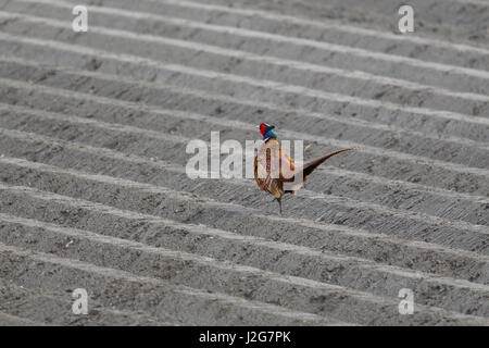 natürliche männliche Fasan (Phasianus Colchicus) in landwirtschaftliche Nutzflächen Stockfoto