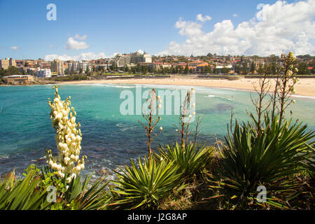 Yucca-Blumen mit Menschen im Meer schwimmen und Sonnenbaden am Strand, Coogee, Sydney, New SOuth Wales, Australien Stockfoto