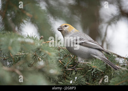 Kiefer Grosbeak / Hakengimpel (Pinicola Enucleator), weibliche Erwachsene im Winter, thront in einem Nadelbaum, ernähren sich von Samen, beobachten den Himmel, Montana, Stockfoto