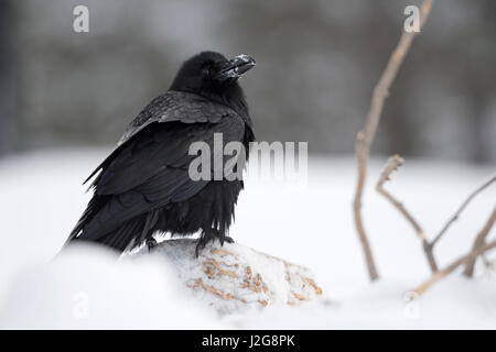 Kolkrabe / Kolkrabe (Corvus Corax) im Winter sitzen auf schneebedeckten Boden, sieht lustig mit Schnee auf den Schnabel, Yellowstone Bereich, Montana, USA. Stockfoto