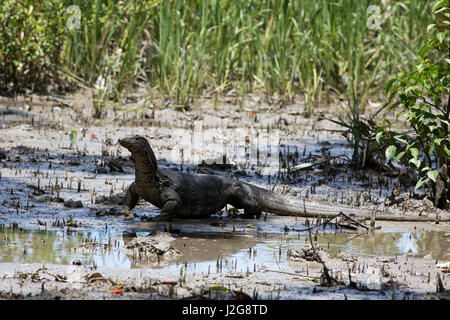 Ein Wasser-Monitor auf den Koromjol Bereich der Sundarbans, ein UNESCO-Weltkulturerbe und ein Naturschutzgebiet. Bagerhat, Bangladesch. Stockfoto