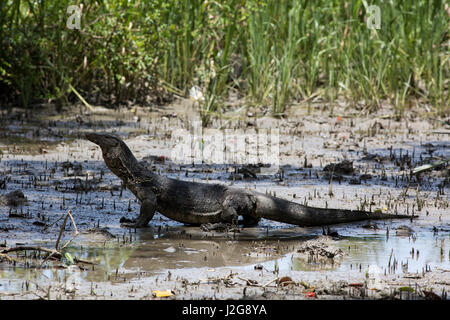 Ein Wasser-Monitor auf den Koromjol Bereich der Sundarbans, ein UNESCO-Weltkulturerbe und ein Naturschutzgebiet. Bagerhat, Bangladesch. Stockfoto