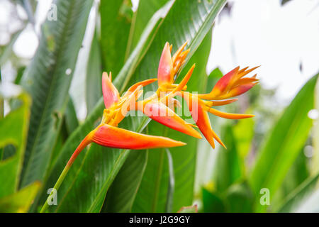 Heliconia tropische Blume im asiatischen park Stockfoto