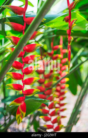 Heliconia tropische Blume im asiatischen park Stockfoto