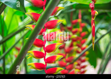 Heliconia tropische Blume im asiatischen park Stockfoto