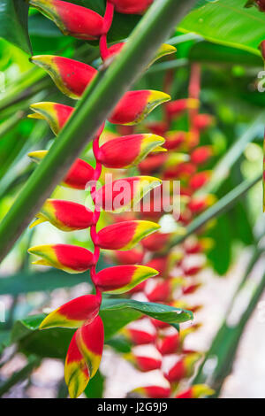 Heliconia tropische Blume im asiatischen park Stockfoto