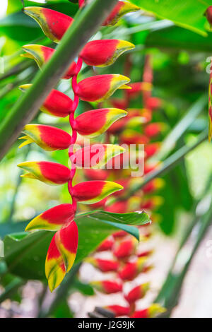 Heliconia tropische Blume im asiatischen park Stockfoto