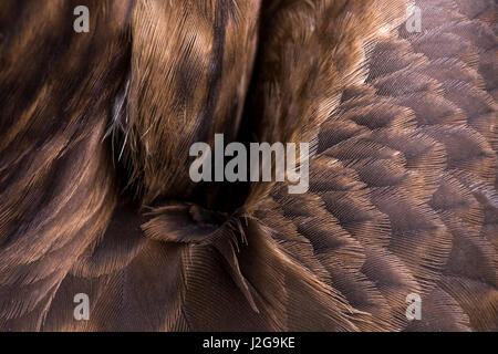 Detail der Gefieder und Flügel europäischen Wespenbussard Stockfoto