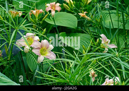Nahaufnahme von Taglilien in eine exotische Pflanzen Stockfoto