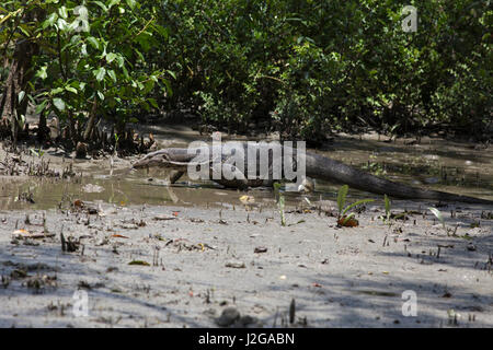 Ein Wasser-Monitor auf den Koromjol Bereich der Sundarbans, ein UNESCO-Weltkulturerbe und ein Naturschutzgebiet. Bagerhat, Bangladesch. Stockfoto