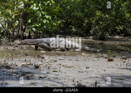 Ein Wasser-Monitor auf den Koromjol Bereich der Sundarbans, ein UNESCO-Weltkulturerbe und ein Naturschutzgebiet. Bagerhat, Bangladesch. Stockfoto