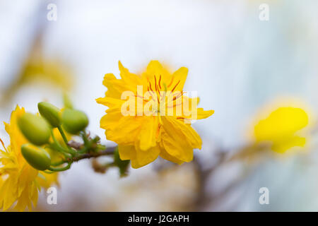 Ochna Integerrima und Aprikose Pfirsich gelb Zweig blühenden Blumen, das Symbol der traditionellen ethnischen lunar vietnamesisches Neujahr Tet Stockfoto