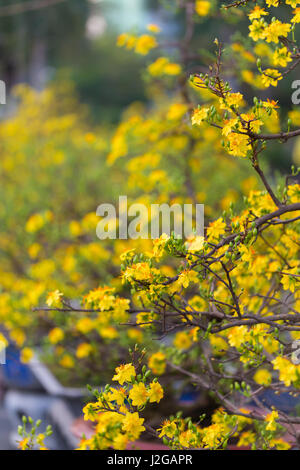 Ochna Integerrima und Pfirsich Aprikose gelbe Bonsai Baum Töpfe in blühenden Blumen, das Symbol der traditionellen ethnischen lunar vietnamesisches Neujahr Tet Stockfoto