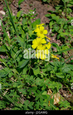 Blumen der Provence: Oxalis Pes-Caprae Stockfoto