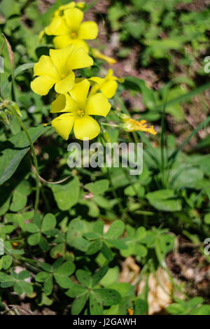 Blumen der Provence: Oxalis Pes-Caprae Stockfoto