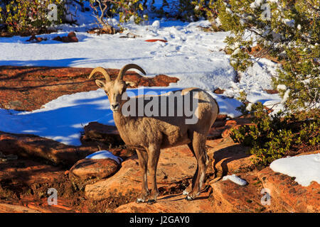 Eine Wüste Dickhornschafe pausiert im Sonnenlicht in Zion Nationalpark, Utah.  Diese Winter-Ansicht wird von der Zion-Mount Carmel Scenic Byway. Stockfoto