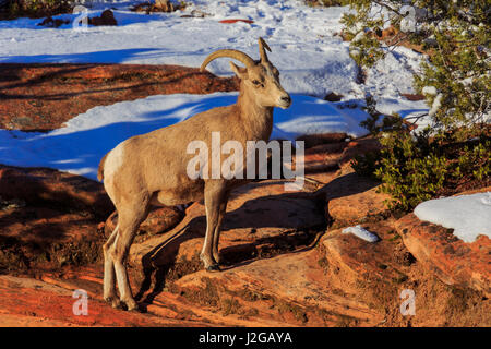 Eine weibliche Wüste Dickhornschafe Schritte bis die roten Felsen, wie es im Zion Nationalpark, Utah streift.  Diese Ansicht wird von der Zion-Mount Carmel Scenic Byway. Stockfoto