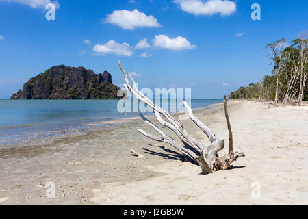 Gebleichtem Treibholz am Strand von Hua Hin, Provinz Trang, Thailand Stockfoto