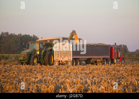 Korn Wagen Entladen Mais In Korn Truck In Der Dammerung In Der