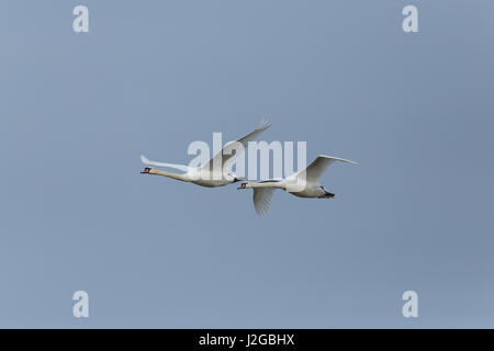 Zwei natürliche Höckerschwäne (Cygnus Olor) während des Fluges mit blauem Himmel Stockfoto