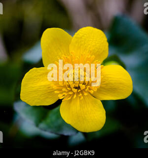 Makroaufnahme einer Blume Blüte natürlichen Sumpfdotterblumen (Caltha Palustris) Stockfoto