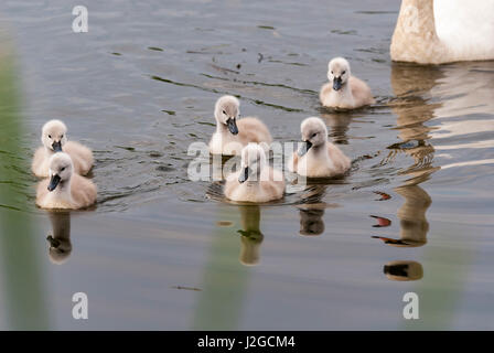 Cygnets am Teich Stockfoto
