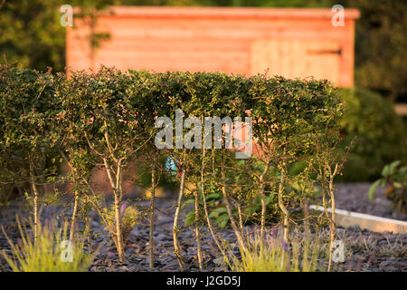 Kleine sonnige Ecke von einem schönen, privaten Garten, Yorkshire, England, UK - Nahaufnahme von Weißdorn Hecke mit krautigen Grenze Pflanzen und darüber hinaus zu vergießen. Stockfoto